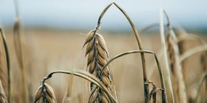wheat