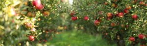 Orchards-WEB