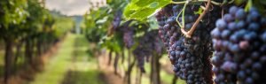 Vineyard-WEB