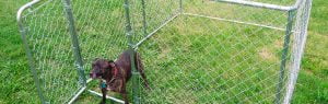TC8009-1_Animal-Shelter_GateOpen_Diesel_Sml_web